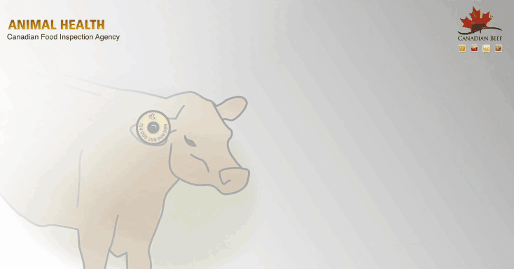 牛耳标1.gif